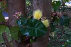 Syzygium erythrocalyx