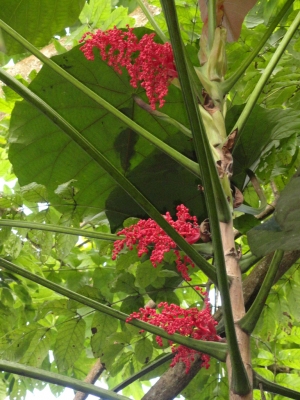 Macaranga grandifolia