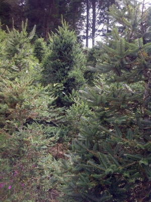 Abies guatemalensis