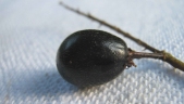 Hirtella racemosa