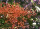 Eurycoma longifolia