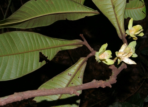 Guatteria guianensis