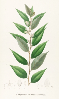 Styrax acuminatus