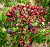 Santalum freycinetianum