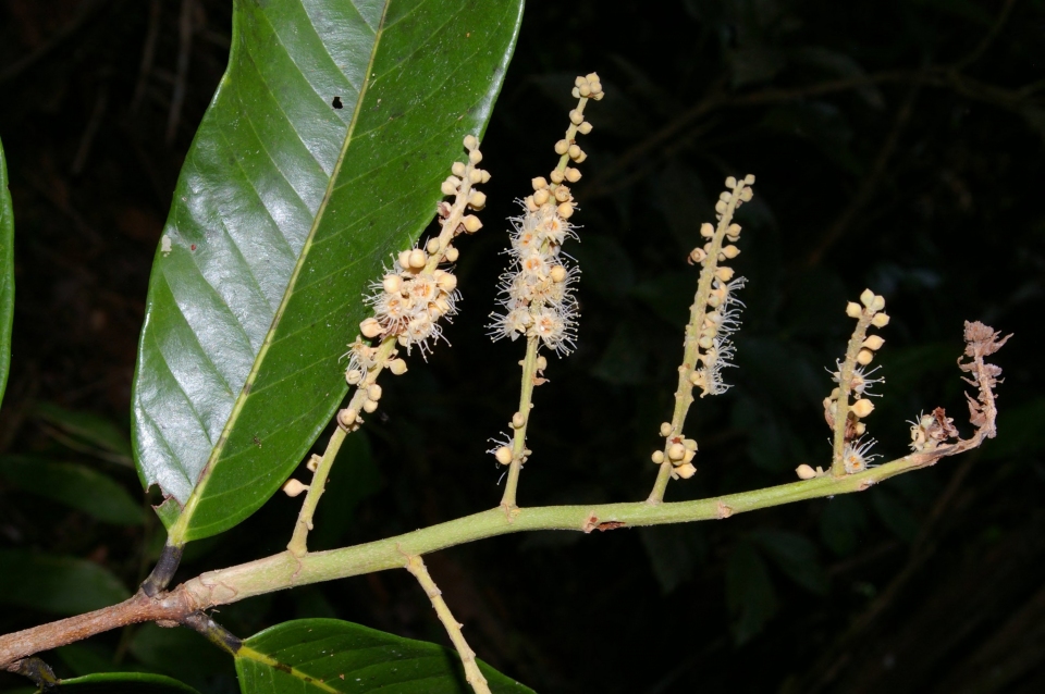 Licania macrophylla