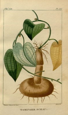 Dioscorea altissima