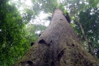 Neobalanocarpus heimii