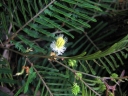 Albizia polyphylla