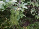 Holarrhena pubescens