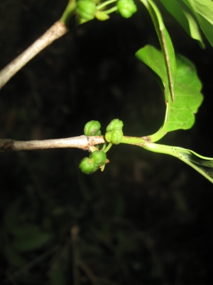 Pyrostria bibracteata