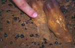 Hydnora esculenta