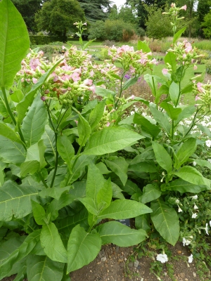 Nicotiana tabacum