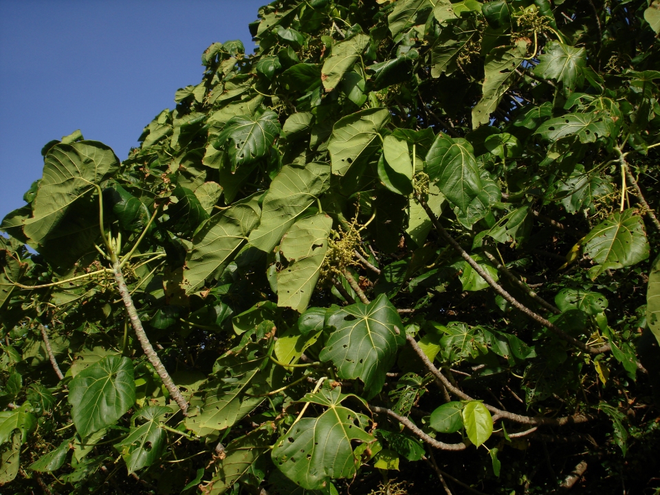 Macaranga thompsonii