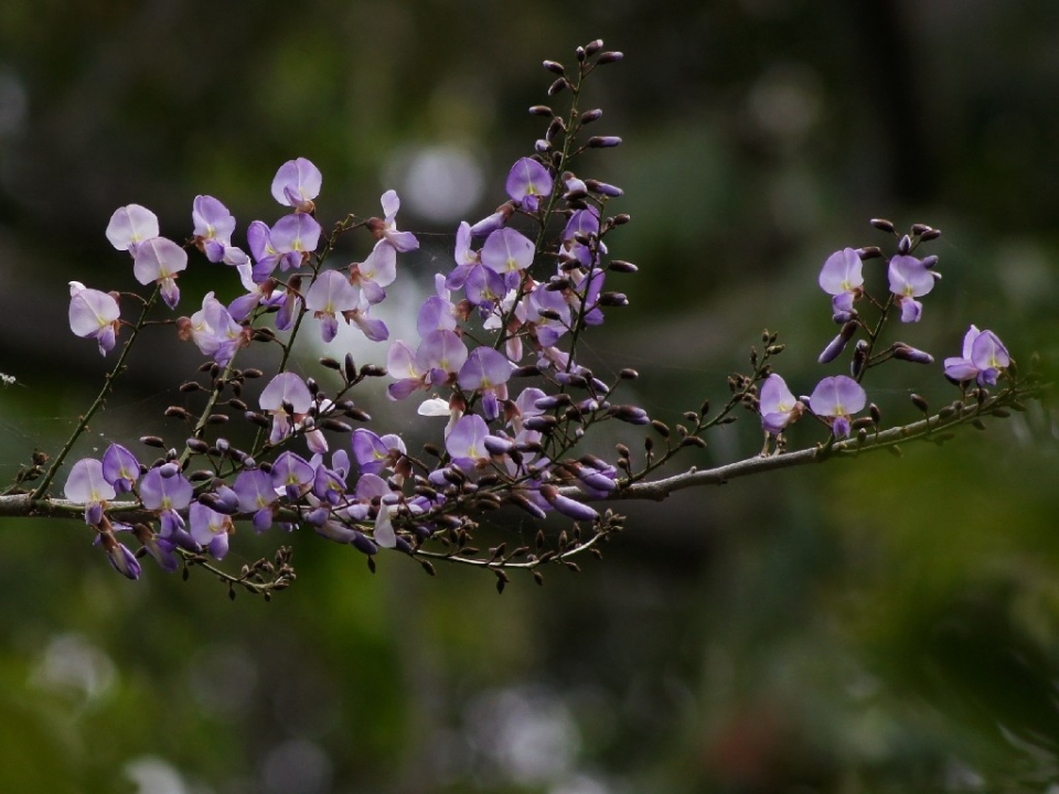 Millettia thonningii