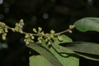 Macaranga trichocarpa