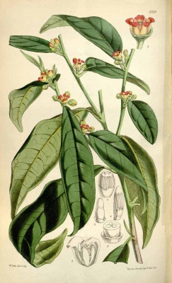 Cinnamodendron corticosum