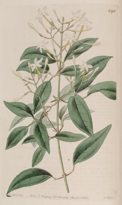 Jasminum lanceolaria