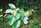Macaranga monandra