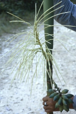 Areca montana