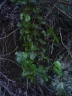 Croton guatemalensis