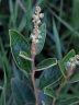 Croton campestris