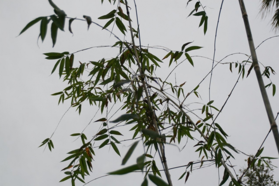 Oxytenanthera abyssinica