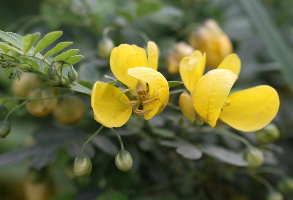 Senna pallida