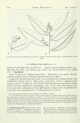 Neobalanocarpus heimii