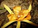 Pterospermum javanicum