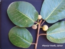 Ficus gomelleira
