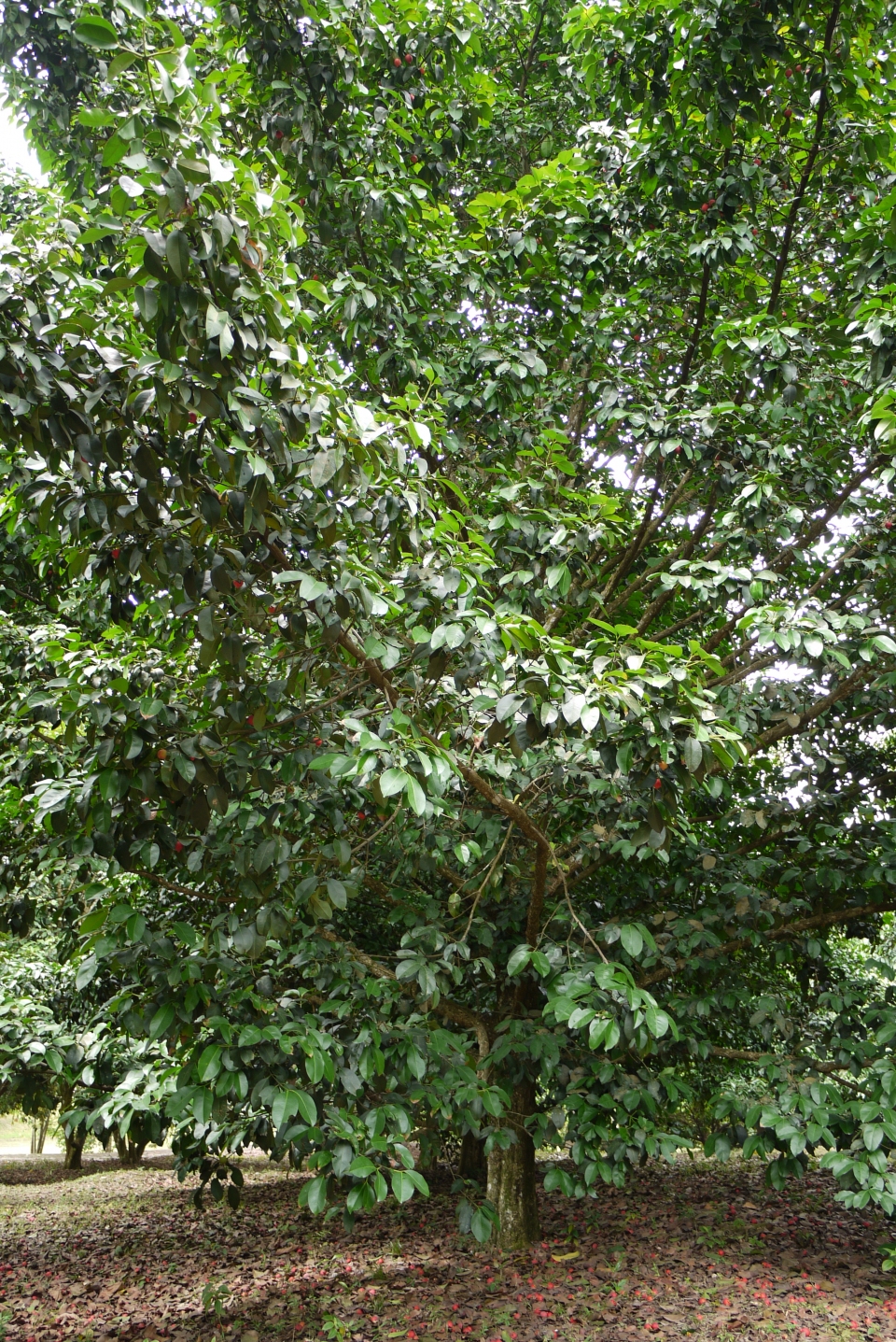 Garcinia hombroniana