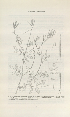 Cardamine trichocarpa