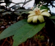 Paropsia brazzaeana