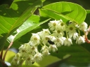 Elaeocarpus floribundus