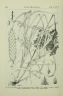 Cyperus diffusus