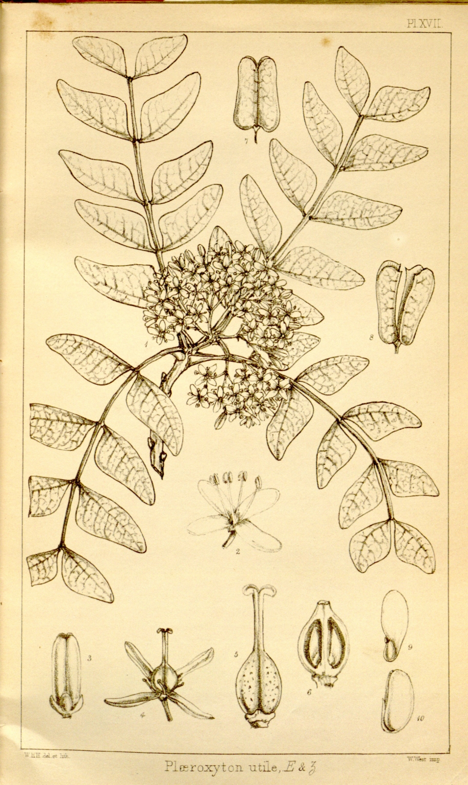 Ptaeroxylon obliquum
