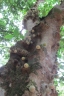 Ficus aspera