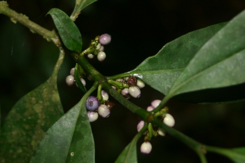 Craterispermum cerinanthum