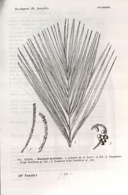 Dypsis basilonga