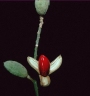 Trichilia septentrionalis