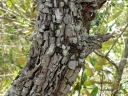 Styrax ferrugineus