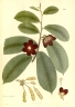 Uvaria grandiflora