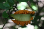 Tabernaemontana amygdalifolia