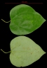 Aristolochia cordiflora