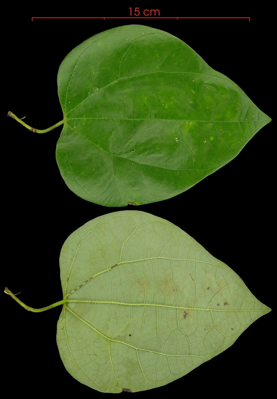 Aristolochia cordiflora