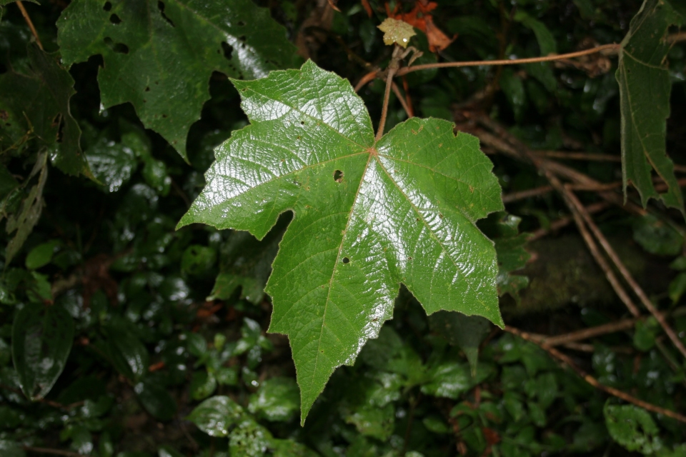 Croton goudotii