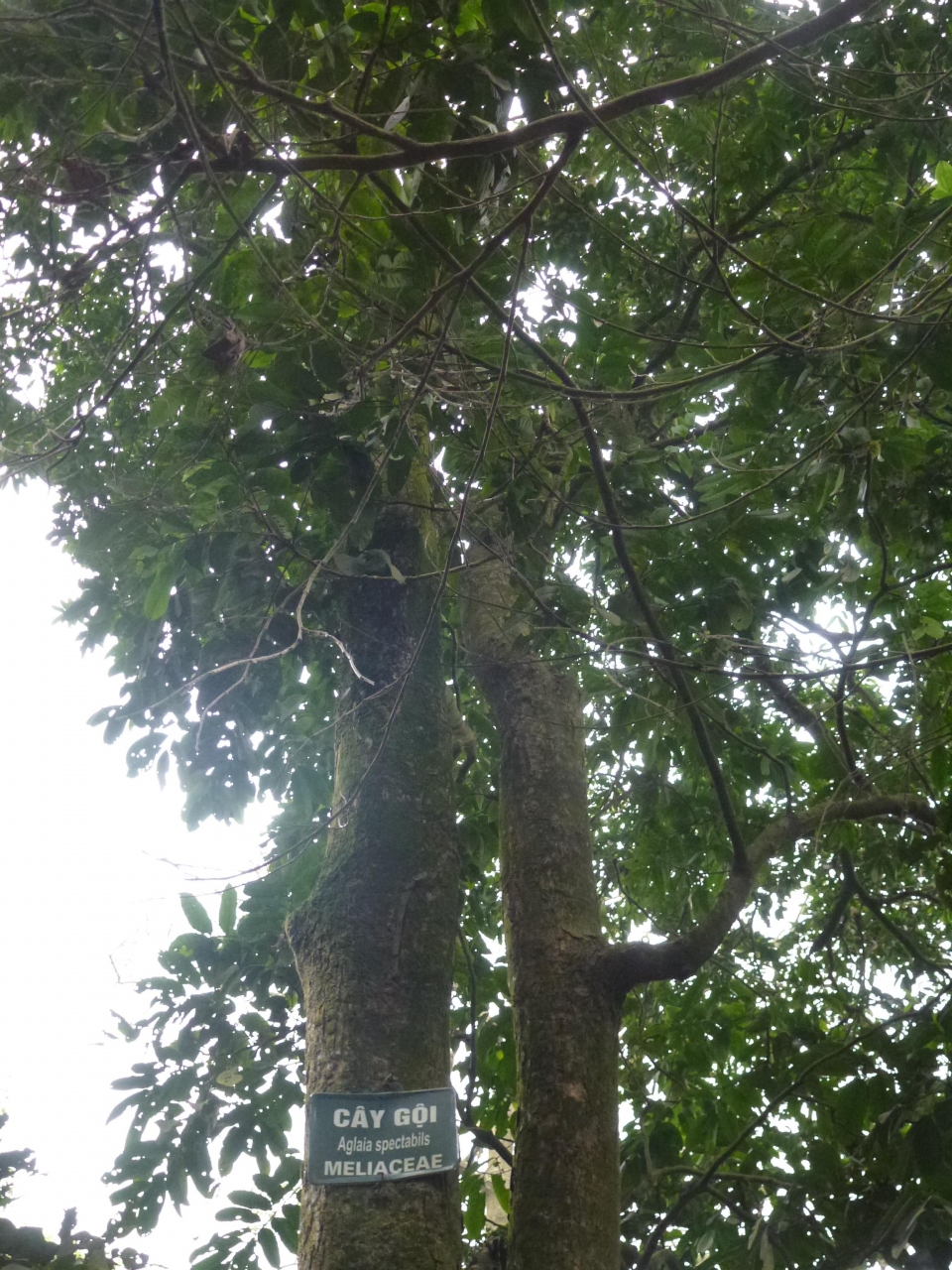 Aglaia spectabilis