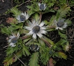 Eryngium carlinae