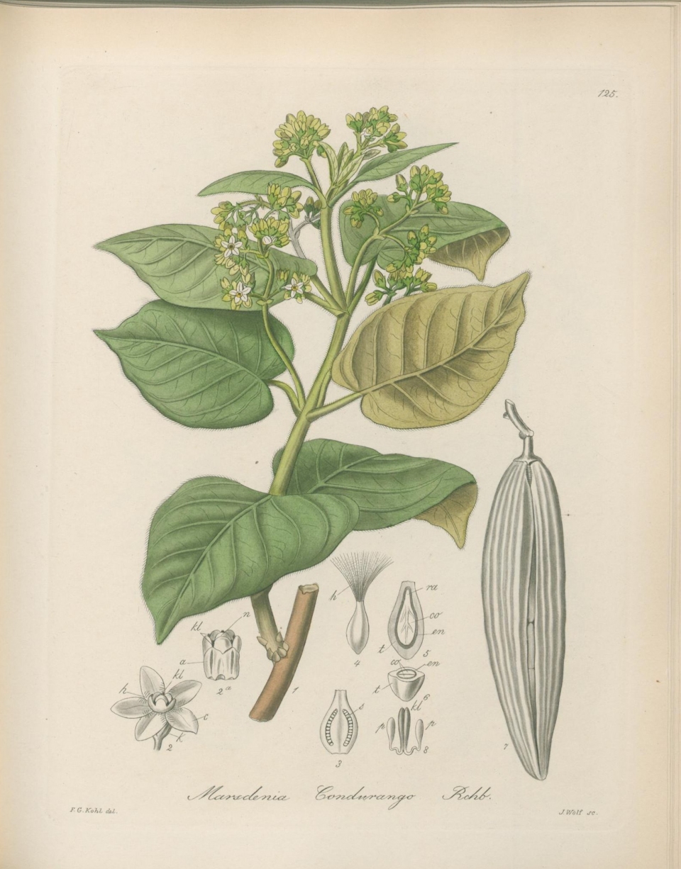 Marsdenia cundurango