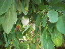 Annona diversifolia